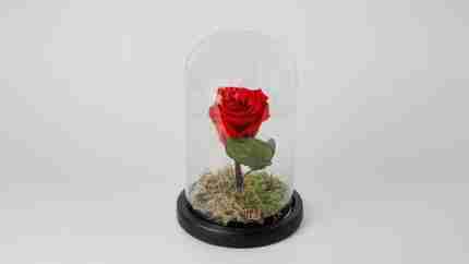 Eternal Rose in Glass Dome  22Cm