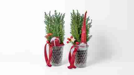 Pocket Holiday Ellwoodii Christmas