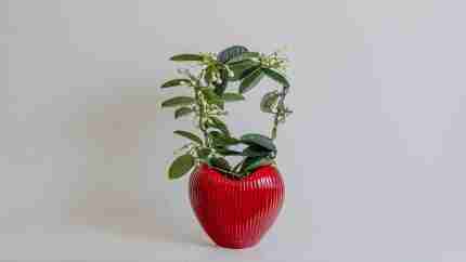 Stephanotis Red Love