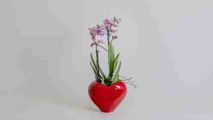 Orchid Love Medium