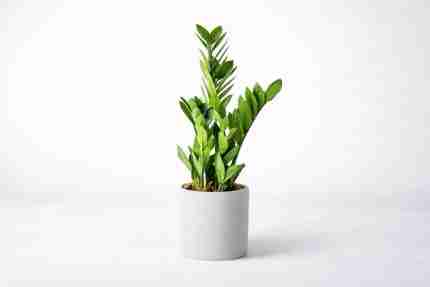 Stone Zamia