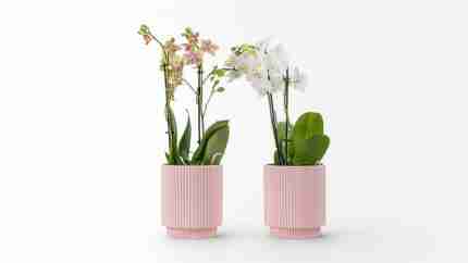 Mini orchids special for you